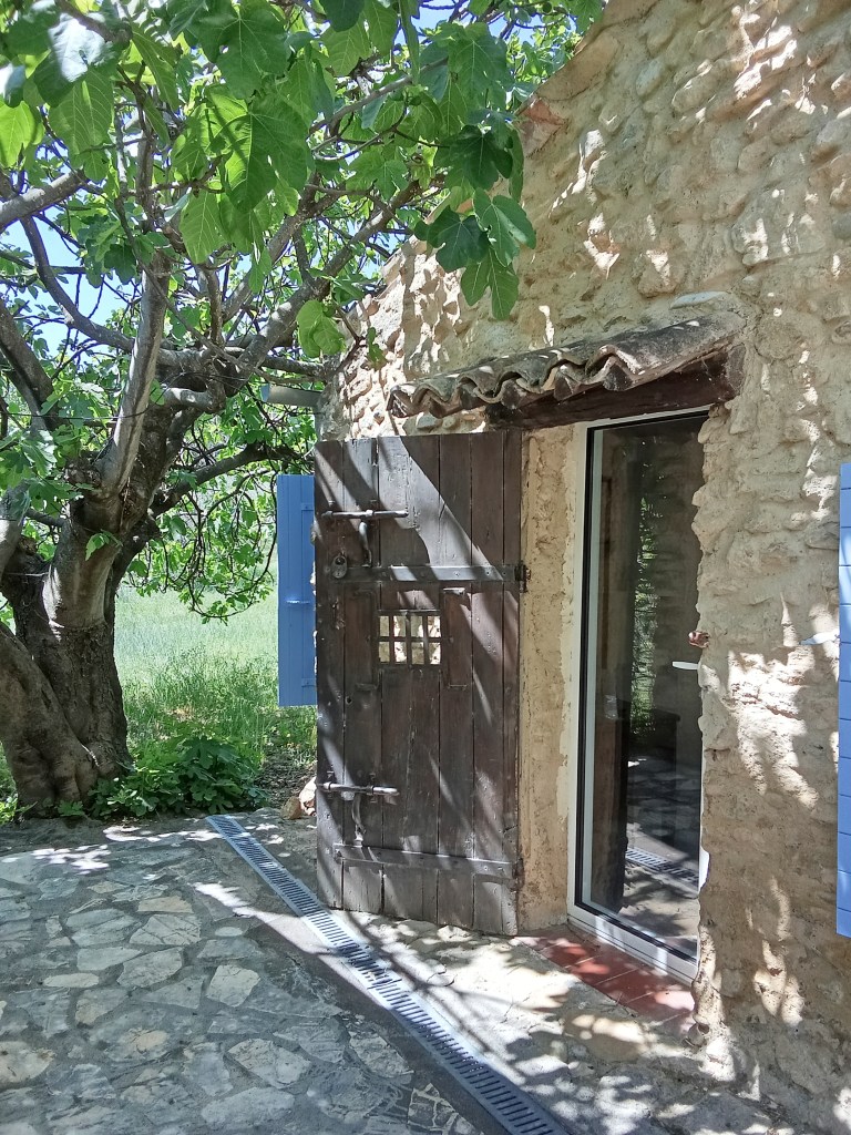 Le Figuier ombrageant l'entrée du gîte Figue, le Mas de Marachan